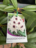 RHODODENDRON SAPPHO 20CM