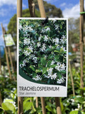 TRACHELOSPERMUM JASMINOIDES 20CM