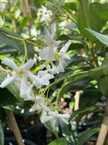 TRACHELOSPERMUM JASMINOIDES 20CM