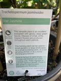 TRACHELOSPERMUM JASMINOIDES 20CM
