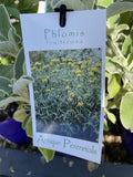 PHLOMIS FRUTICOSA 14CM