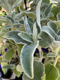 PHLOMIS FRUTICOSA 14CM
