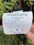 LEUCADENDRON GOLDEN MITRE 14CM