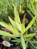 LEUCADENDRON GOLDEN MITRE 14CM