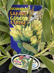 LEUCADENDRON SAFARI GOLD STRIKE 14CM