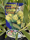 LEUCADENDRON SAFARI GOLD STRIKE 14CM