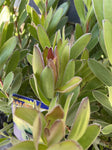 LEUCADENDRON SAFARI GOLD STRIKE 14CM