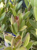 LEUCADENDRON SAFARI GOLD STRIKE 14CM