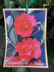 CAMELLIA MIDNIGHT 20CM