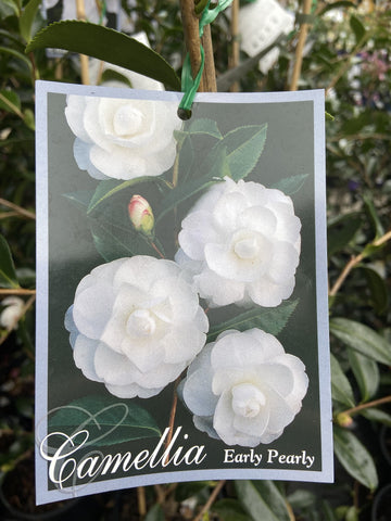 CAMELLIA EARLY PEARLY 25CM
