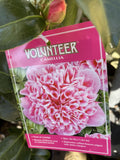 CAMELLIA VOLUNTEER 25CM
