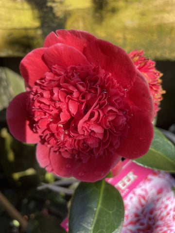 CAMELLIA VOLUNTEER 25CM