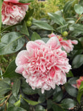 CAMELLIA VOLUNTEER 25CM