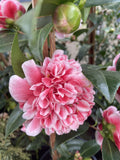 CAMELLIA VOLUNTEER 25CM