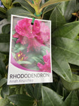 RHODODENDRON ALICE 25CM