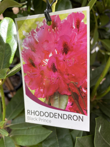 RHODODENDRON BLACK PRINCE 25CM
