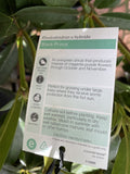 RHODODENDRON BLACK PRINCE 25CM