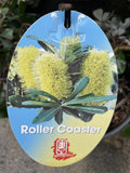 BANKSIA ROLLER COASTER 20CM