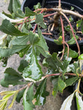 BANKSIA ROLLER COASTER 20CM