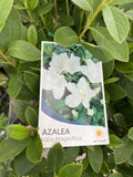 AZALEA ALBA MAGNIFICA 20CM