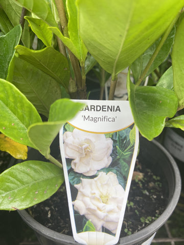 GARDENIA MAGNIFICA 14CM