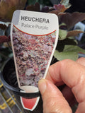 HEUCHERA PALACE PURPLE 14CM
