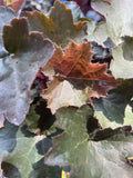 HEUCHERA PALACE PURPLE 14CM