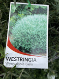 WESTRINGIA WYNYABBIE GEM 20CM