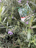WESTRINGIA WYNYABBIE GEM 20CM