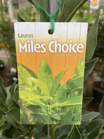 LAURUS NOBILIS MILES CHOICE 33CM 