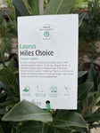 LAURUS NOBILIS MILES CHOICE 33CM 