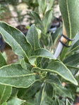 LAURUS NOBILIS MILES CHOICE 33CM 