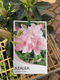 AZALEA LITTLE GIRL 12CM