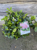 AZALEA LITTLE GIRL 12CM