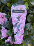 AZALEA TERRA NOVA 17CM