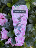 AZALEA TERRA NOVA 17CM