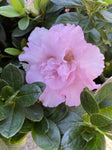 AZALEA TERRA NOVA 17CM