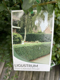 LIGUSTRUM UNDULATUM 14CM