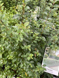 LIGUSTRUM UNDULATUM 14CM