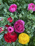 RANUNCULUS ASSORTED 14CM