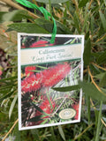 CALLISTEMON KINGS PARK SPECIAL 20CM