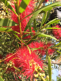 CALLISTEMON KINGS PARK SPECIAL 20CM