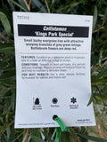 CALLISTEMON KINGS PARK SPECIAL 20CM
