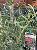 CALLISTEMON KINGS PARK SPECIAL 20CM