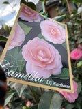 CAMELLIA E.G WATERHOUSE 20CM 