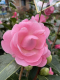 CAMELLIA E.G WATERHOUSE 20CM 