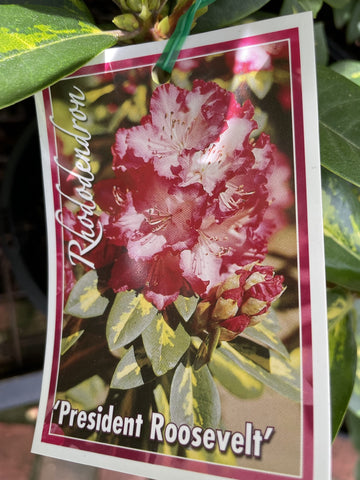 RHODODENDRON PRESIDENT ROOSEVELT 25CM