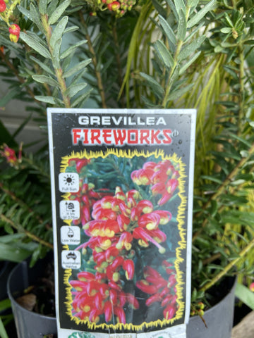 GREVILLEA FIREWORKS 14CM