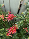 GREVILLEA FIREWORKS 14CM