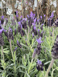 LAVANDULA AVONVIEW 14CM